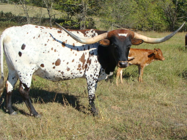 gypsy.jpg