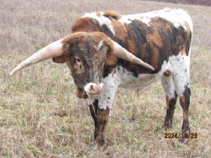rugerxlacebull23.jpg